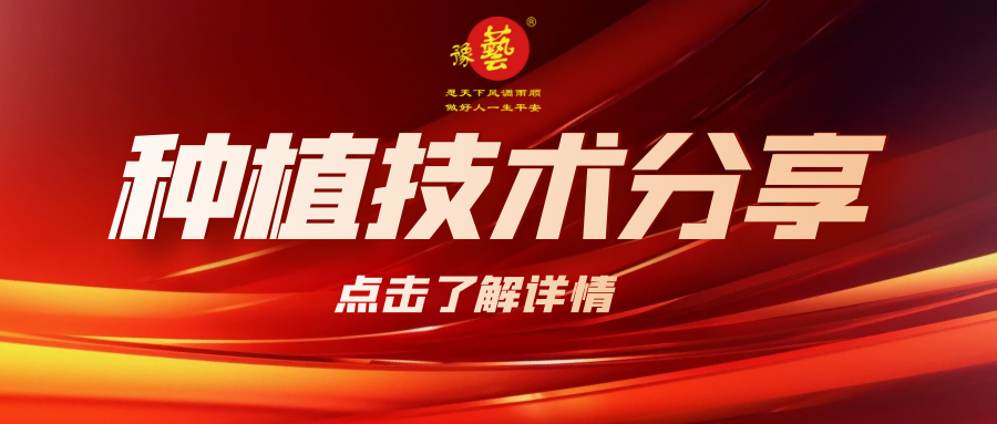 要想種出精品率高的胡蘿卜，這7點要注意！
