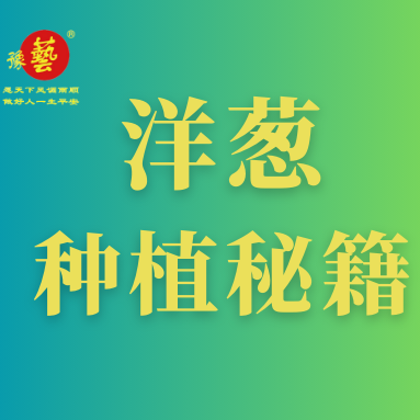 洋蔥種植秘籍：掌握這八點，種出優質洋蔥！